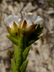 Euchaetis
