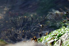 Fucus vesiculosus
