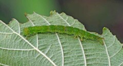 Bagisara rectifascia