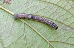 Ectropis crepuscularia