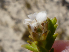 Euchaetis
