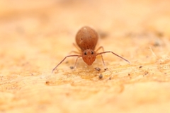Dicyrtomidae