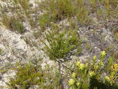 Euchaetis