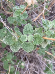 Pseudodictamnus hirsutus