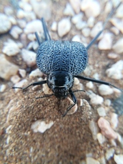 Onymacris plana