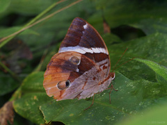 Thauria aliris pseudaliris