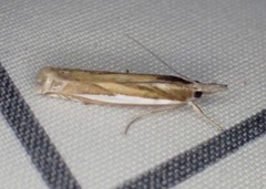 Crambus praefectellus