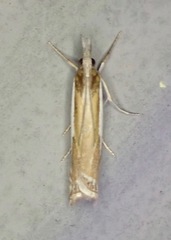 Crambus praefectellus