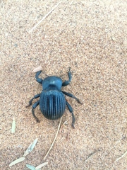Gonopus tibialis