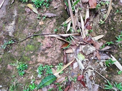 Dryophiops rubescens