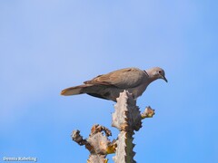 Streptopelia roseogrisea
