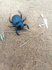 Gonopus tibialis