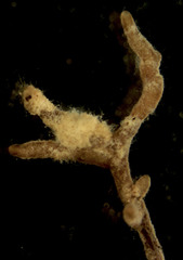 Elaphomyces muricatus
