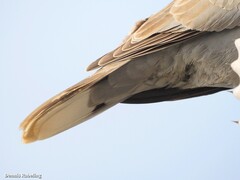 Streptopelia roseogrisea
