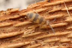 Entomobryomorpha