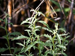 Atriplex semilunaris