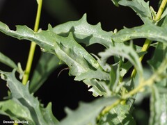 Atriplex semilunaris