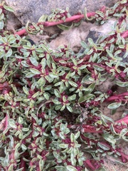 Amaranthus blitoides