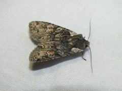 Lithophane consocia