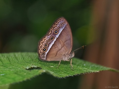 Mycalesis orseis