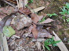 Dryophiops rubescens