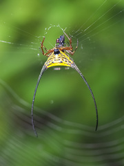 Macracantha arcuata