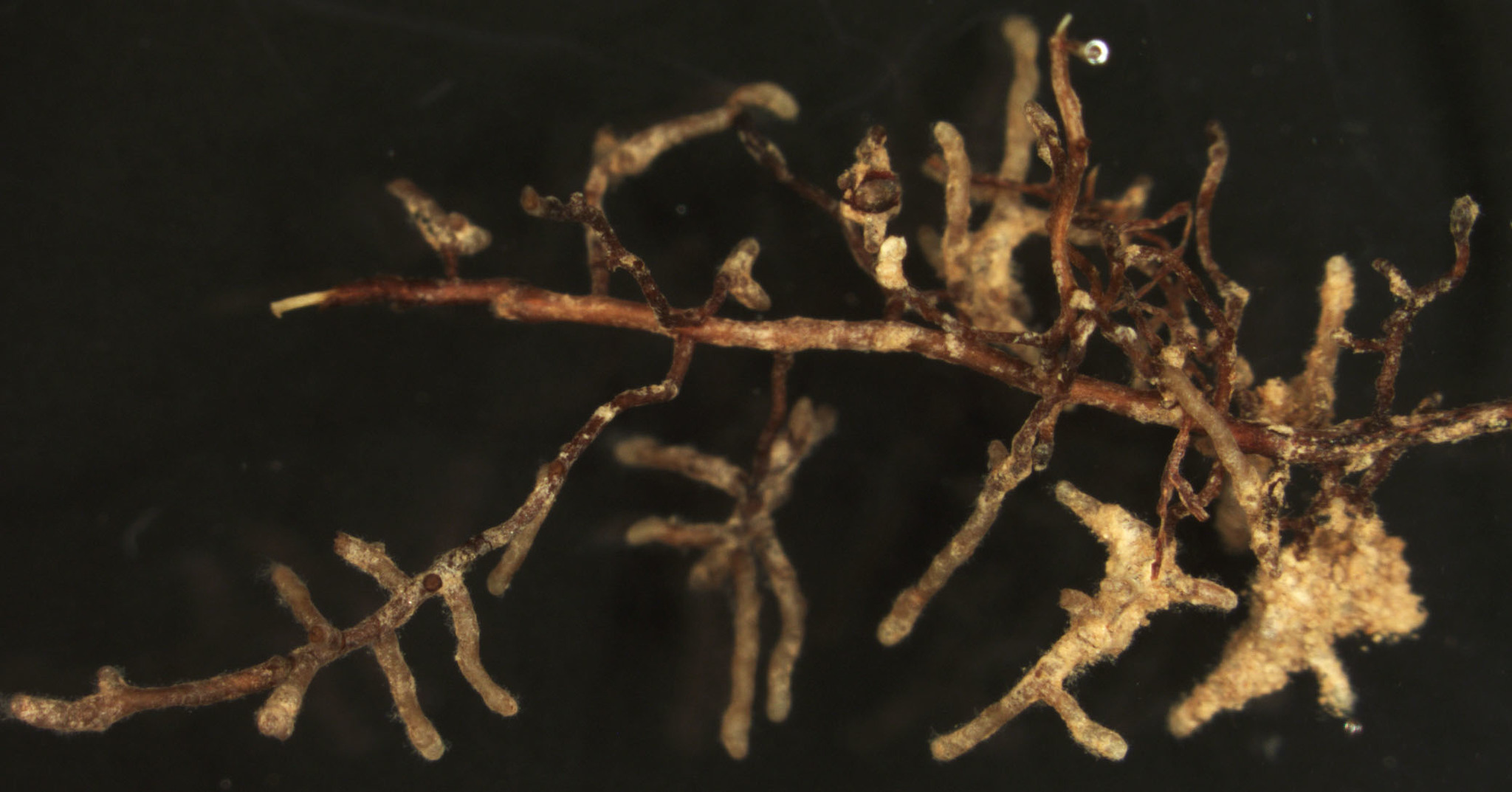 Elaphomyces muricatus image
