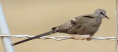 Oena capensis capensis