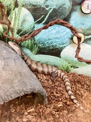 Tiliqua