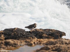 Arenaria interpres interpres