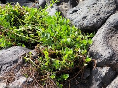 Patellifolia procumbens