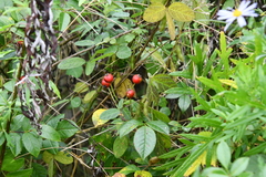 Rosa maximowicziana