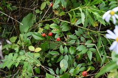 Rosa maximowicziana