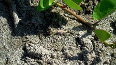 Heliastus sumichrasti