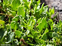 Patellifolia procumbens