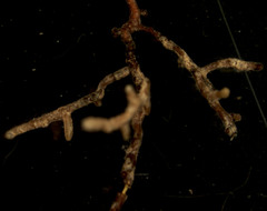 Elaphomyces muricatus