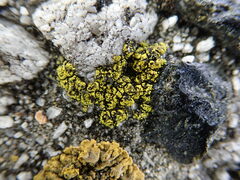 Flavoplaca