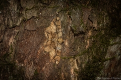 Paradromulia ambigua