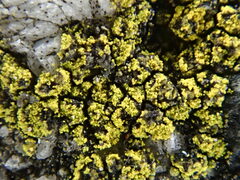 Flavoplaca