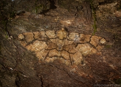 Paradromulia ambigua