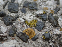 Flavoplaca