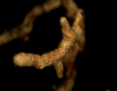 Elaphomyces muricatus