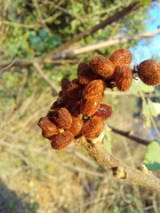 Rhus coriaria