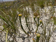 Aspalathus aspalathoides