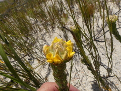 Aspalathus aspalathoides