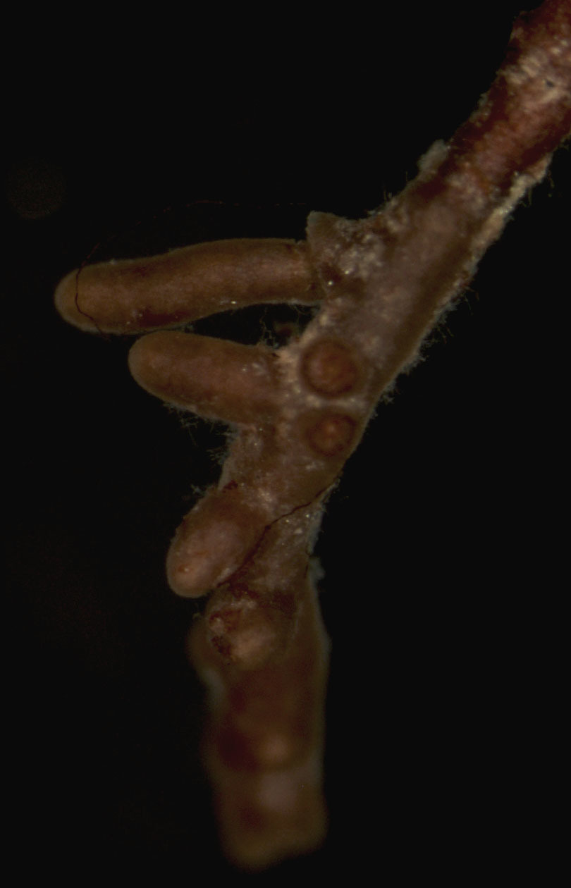Elaphomyces image
