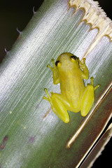 Phyllodytes edelmoi