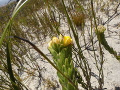 Aspalathus aspalathoides