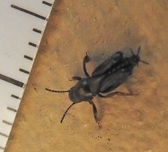 Tridactylidae
