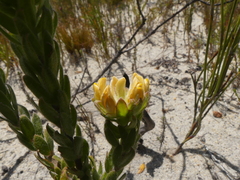 Aspalathus aspalathoides